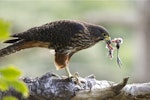 New Zealand falcon | Kārearea. Female with prey remains. Wellington, September 2011. Image © Steve Attwood by Steve Attwood.