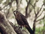 New Zealand falcon | Kārearea. Immature southern falcon. Camp Cove, Auckland Islands, September 1979. Image © Department of Conservation (image ref: 10032270) by Chris Robertson, Department of Conservation.