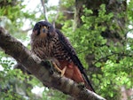 New Zealand falcon | Kārearea. Adult male bush falcon, in nest defence mode. Catlins Forest, November 2008. Image © Cheryl Pullar by Cheryl Pullar.