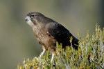 New Zealand falcon | Kārearea. Immature. Fiordland, April 2007. Image © Craig McKenzie by Craig McKenzie.