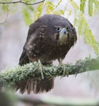 New Zealand falcon | Kārearea. Immature female. Massey University, Palmerston North, May 2017. Image © Phil Battley by Phil Battley.