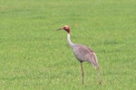 Unidentified crane. Adult sarus crane. Atherton, Queensland, December 2018. Image © William Betts 2019 birdlifephotography.org.au by William Betts.