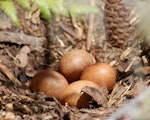 New Zealand falcon | Kārearea. Four eggs in nest scrape. Kaingaroa Forest, near Rotorua, December 2007. Image © Suzi Phillips by Suzi Phillips.