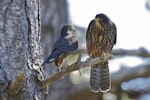 New Zealand falcon | Kārearea. Adult pair showing size difference (larger female on right). Wellington, September 2011. Image © Steve Attwood by Steve Attwood.