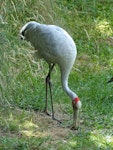 Unidentified crane. Adult brolga in captivity. Hamilton Zoo, January 2016. Image © Alan Tennyson by Alan Tennyson.