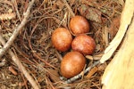 New Zealand falcon | Kārearea. Eggs in nest. Kaingaroa Forest, near Rotorua, November 2006. Image © Andrew Thomas by Andrew Thomas.