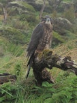 New Zealand falcon | Kārearea. Juvenile, southern form. Enderby Island, February 2010. Image © Geoff Rogers by Geoff Rogers.