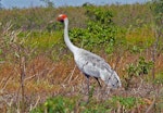 Unidentified crane. Adult brolga. Adelaide River, Darwin area, June 2006. Image © Roger Smith by Roger Smith.