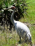 Unidentified crane. Adult brolga. Hamilton Zoo, December 2010. Image © Alan Tennyson by Alan Tennyson.