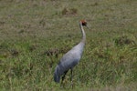 Unidentified crane. Adult brolga. Yeppoon, Queensland. Image © Noel Knight by Noel Knight.