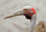 Unidentified crane. Adult brolga (head). Tidbinbilla Nature Reserve, Australian Capital Territory, December 2016. Image © Glenn Pure 2016 birdlifephotography.org.au by Glenn Pure.