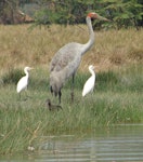 Unidentified crane. Adult brolga with 2 cattle egrets and a glossy ibis. Corroboree billabong, Darwin, Australia, August 2009. Image © Rosemary Tully by Rosemary Tully.