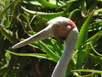 Unidentified crane. Adult brolga. Hamilton Zoo, December 2010. Image © Alan Tennyson by Alan Tennyson.