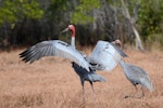 Unidentified crane. Adult sarus crane with wings spread. Weipa, Queensland, July 2014. Image © Paul Jensen 2014 birdlifephotography.org.au by Paul Jensen.