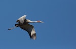 Unidentified crane. Adult brolga in flight. Townsville, Australia, October 2013. Image © Sonja Ross by Sonja Ross.