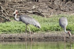 Unidentified crane. Two adult sarus cranes. Kakadu National Park, Northern Territory, Australia, October 2013. Image © John Barkla 2014 birdlifephotography.org.au by John Barkla.