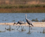 Unidentified crane. A pair of brolgas. Marlgu Billabong at Parry's lagoon, Wyndham, Kimberley, Western Australia, August 2014. Image © Roger Smith by Roger Smith.