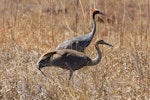 Unidentified crane. Juvenile sarus crane, with adult at rear. Normanton, Queensland, September 2009. Image © Belinda Rafton 2010 birdlifephotography.org.au by Belinda Rafton.