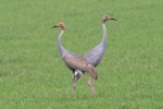 Unidentified crane. Two immature sarus cranes. Atherton, Queensland, December 2018. Image © William Betts 2019 birdlifephotography.org.au by William Betts.