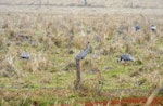 Unidentified crane. Mixed flock feeding, with two sarus cranes in foreground. Atherton Tableland, Queensland, Australia, July 2011. Image © Ray Buckmaster by Ray Buckmaster.