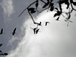 Unidentified crane. In flight (either or both sarus crane or brolga). Atherton Tableland, Queensland, Australia, July 2011. Image © Ray Buckmaster by Ray Buckmaster.