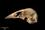 North Island adzebill. Skull (lateral). Te Papa OR.008321. Martinborough, January 1952. Image © Te Papa by Te Papa.