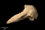 North Island adzebill. Skull (oblique). Te Papa OR.008321. Martinborough, January 1952. Image © Te Papa by Te Papa.