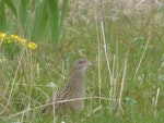 Corncrake. Adult male. Outer Hebrides, Scotland, May 2012. Image © Robin Spry 2012 birdlifephotography.org.au by Robin Spry.