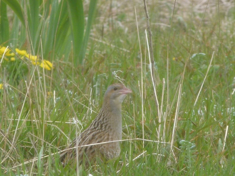 Corncrake. Adult male. Outer Hebrides, Scotland, May 2012. Image © Robin Spry 2012 birdlifephotography.org.au by Robin Spry.