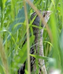 Corncrake. Adult. Nagornoe, Moscow region, Russia, June 2006. Image © Sergey Yeliseev by Sergey Yeliseev.