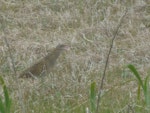 Corncrake. Adult male. Outer Hebrides, Scotland, May 2012. Image © Robin Spry 2012 birdlifephotography.org.au by Robin Spry.