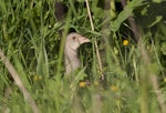 Corncrake. Adult male. Russia, Bashkino, Moscow region, May 2012. Image © Sergey Yeliseev by Sergey Yeliseev.