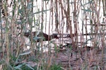 Corncrake. Adult in reeds on the edge of an artificial lake. Al Qudra, United Arab Emirates, May 2015. Image © Joke Baars by Joke Baars.