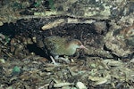 Auckland Island rail. Adult female in captivity. Mount Bruce Wildlife Centre, September 1975. Image © Department of Conservation (image ref: 10036059) by Rod Morris.