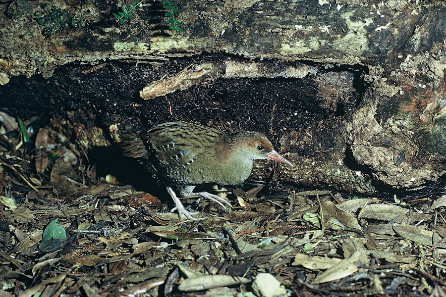 Auckland Island rail. Adult female in captivity. Mount Bruce Wildlife Centre, September 1975. Image © Department of Conservation (image ref: 10036059) by Rod Morris.