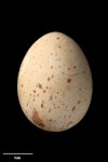 Auckland Island rail. Egg 35.1 x 26.5 mm (NMNZ OR.024502, collected by Graeme Elliott). Maclaren Bay, Adams Island, Auckland Islands, November 1989. Image © Te Papa by Jean-Claude Stahl.