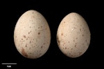 Auckland Island rail. Clutch (NMNZ OR.024502, collected by Graeme Elliott). Maclaren Bay, Adams Island, Auckland Islands, November 1989. Image © Te Papa by Jean-Claude Stahl.