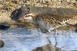 Banded rail | Moho pererū. Adult foraging in tidal pool. Marahau Beach, Tasman Bay, April 2015. Image © Rob Lynch by Rob Lynch.