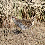 Banded rail | Moho pererū. Adult foraging in tidal estuary. Marahau Beach, Tasman Bay, April 2015. Image © Rob Lynch by Rob Lynch.