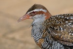 Banded rail | Moho pererū. Head of adult. Green Island, Cairns, Queensland, Australia, July 2008. Image © Tony Whitehead by Tony Whitehead.