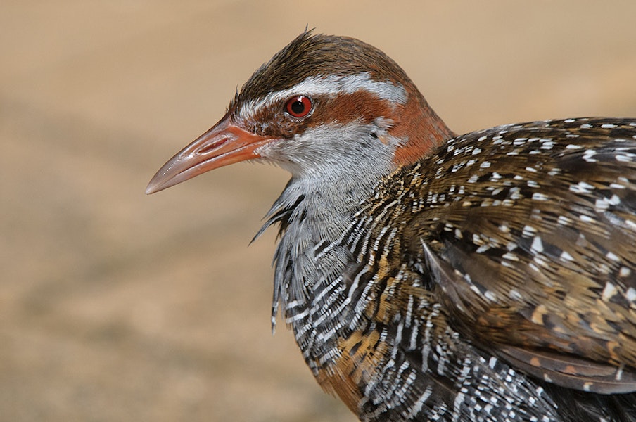 Banded rail | Moho pererū. Head of adult. Green Island, Cairns, Queensland, Australia, July 2008. Image © Tony Whitehead by Tony Whitehead.