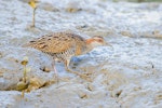 Banded rail | Moho pererū. Adult foraging on a tidal mudflat. Sandspit, Kawau Bay, Warkworth, April 2012. Image © Tony Whitehead by Tony Whitehead.