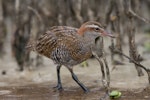 Banded rail | Moho pererū. Juvenile. Miranda, January 2016. Image © Bartek Wypych by Bartek Wypych.