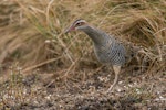 Banded rail | Moho pererū. Adult. Miranda, February 2016. Image © Bartek Wypych by Bartek Wypych.