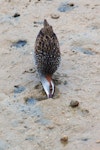 Banded rail | Moho pererū. Male feeding. Marahau Beach, Tasman Bay, April 2011. Image © David Samways by David Samways.