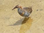 Banded rail | Moho pererū. Male. Marahau Beach, Tasman Bay, December 2011. Image © David Samways by David Samways.