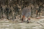 Banded rail | Moho pererū. Adult probing in mud. Miranda, February 2016. Image © Bartek Wypych by Bartek Wypych.