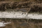 Banded rail | Moho pererū. Adult with mud crab. Miranda, February 2016. Image © Bartek Wypych by Bartek Wypych.