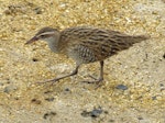 Banded rail | Moho pererū. Juvenile. Marahau Beach, Tasman Bay, December 2011. Image © David Samways by David Samways.