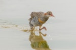 Banded rail | Moho pererū. Adult running. Pauatahanui Inlet, January 2019. Image © Imogen Warren by Imogen Warren.